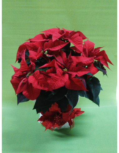 STELLA DI NATALE POINSETTIA CON...