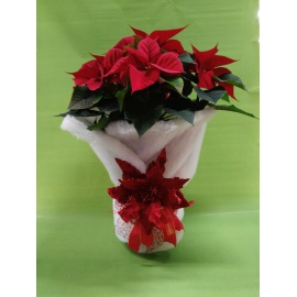 STELLA DI NATALE POINSETTIA CON DECORAZIONE OVATTA