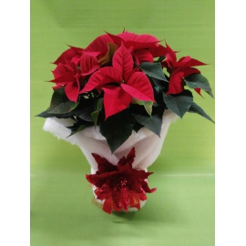 STELLA DI NATALE POINSETTIA CON DECORAZIONE OVATTA 2