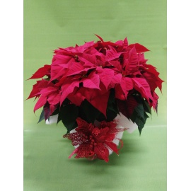 STELLA DI NATALE POINSETTIA MAXI