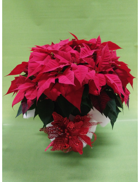 STELLA DI NATALE POINSETTIA MAXI
