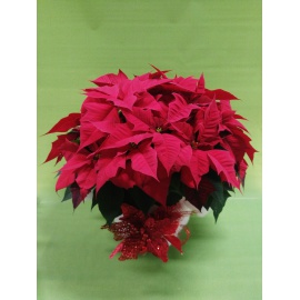 STELLA DI NATALE POINSETTIA MAXI 2