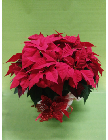 STELLA DI NATALE POINSETTIA MAXI