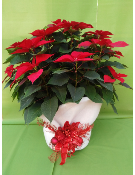 STELLA DI NATALE POINSETTIA GIGANTE