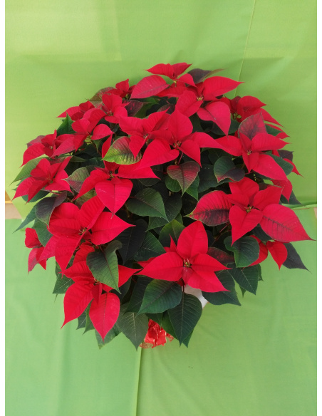 STELLA DI NATALE POINSETTIA GIGANTE