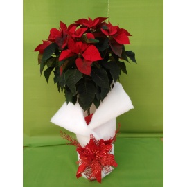 STELLA DI NATALE POINSETTIA ALBERELLO MAXI