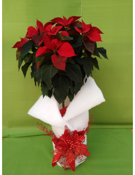 STELLA DI NATALE POINSETTIA ALBERELLO MAXI