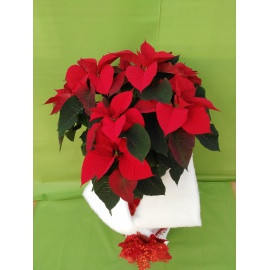 STELLA DI NATALE POINSETTIA ALBERELLO MAXI 2