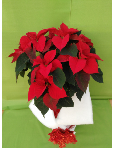 STELLA DI NATALE POINSETTIA ALBERELLO MAXI