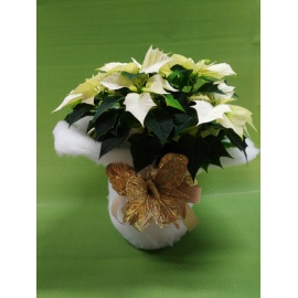 STELLA DI NATALE POINSETTIA BIANCA 