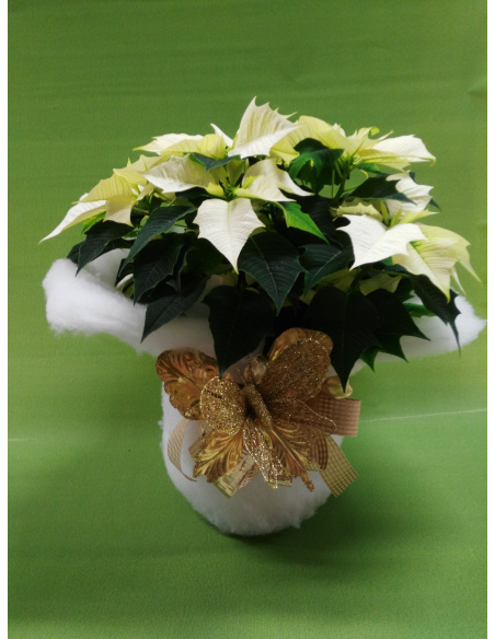 STELLA DI NATALE POINSETTIA BIANCA 