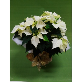 STELLA DI NATALE POINSETTIA BIANCA  2