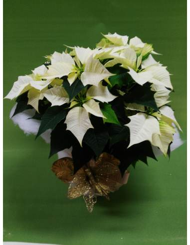 STELLA DI NATALE POINSETTIA BIANCA 