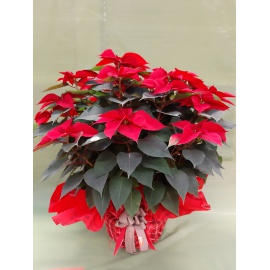 STELLA DI NATALE POINSETTIA ROSSA GIGANTE 