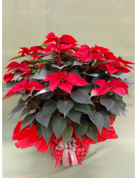 STELLA DI NATALE POINSETTIA ROSSA GIGANTE 