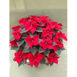 STELLA DI NATALE POINSETTIA ROSSA GIGANTE  2