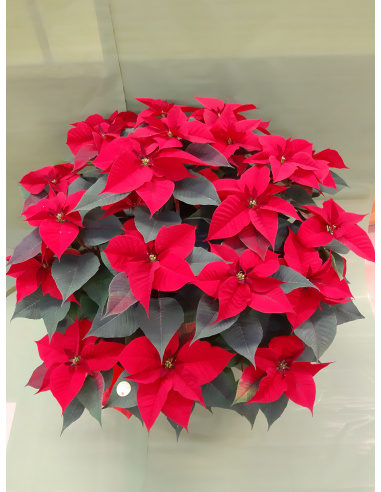 STELLA DI NATALE POINSETTIA ROSSA GIGANTE 