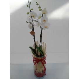 ORCHIDEA PHALAENOPSIS BIANCA CON VASO IN VETRO 