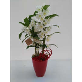 DENDROBIUM CONFEZIONATO CON CASPO’ IN CERAMICA ROSSA