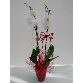 ORCHIDEA PHALAENOPSIS CONFEZIONATA CON CASPO’ ROSSO