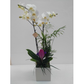 COMPOSIZIONE ORCHIDEA PHALAENOPSIS CON CUBO IN CERAMICA