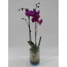 ORCHIDEA PHALAENOPSIS CON CILINDRO IN VETRO E FIBRA DI COCCO