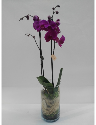 Trapiantare orchidee. Giardinaggio domestico. Corteccia di pino con muschio  e cocco. Orchidea bambino con pentola in mani femminili Foto stock - Alamy