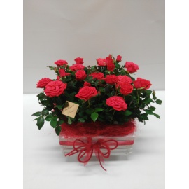 ROSE COMPOSIZIONE CASSETTA BIANCA