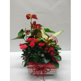 COMPOSIZIONE CON ROSA E PIANTE FIORITE 