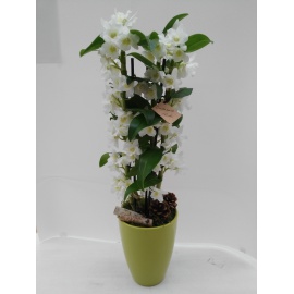 DENDROBIUM BIANCO CONFEZIONATO CON CASPO’ IN CERAMICA