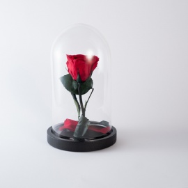 ARS NOVA ROSA INCANTATA