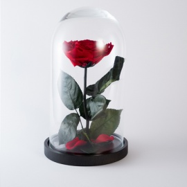 ARS NOVA ROSA INCANTATA