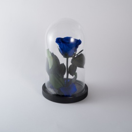 ARS NOVA ROSA INCANTATA