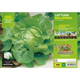 LATTUGA CAPPUCCIO RANGER H154