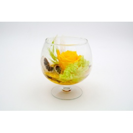 ARS NOVA COPPA COGNAC  FONDO PIETRA H14 D12 