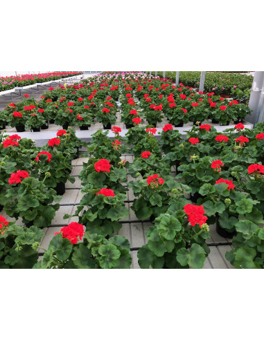 GERANIO ZONALE VASO 14