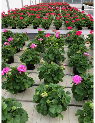 GERANIO ZONALE VASO 14