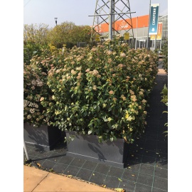 EUONYMUS JAP. ELEGANT AUREUS - VASCA PRONTO EFFETTO 2