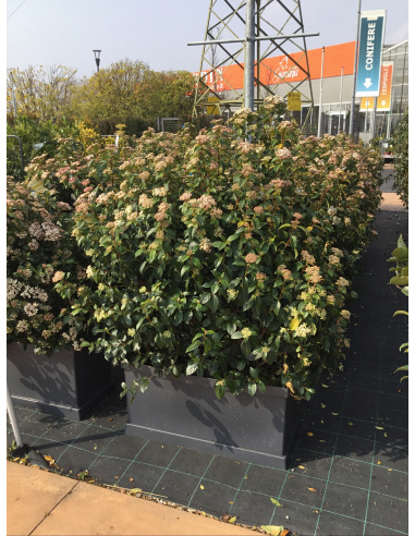 EUONYMUS JAP. ELEGANT AUREUS - VASCA PRONTO EFFETTO