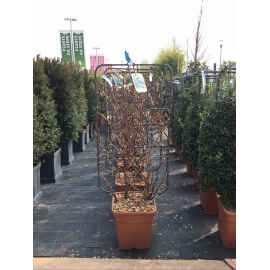 ILEX PRONTO EFFETTO CON SPALIIERA METALLICA