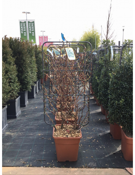 ILEX PRONTO EFFETTO CON SPALIIERA METALLICA