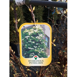 ILEX PRONTO EFFETTO CON SPALIIERA METALLICA 2