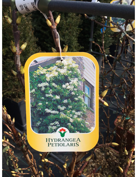 ILEX PRONTO EFFETTO CON SPALIIERA METALLICA