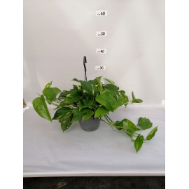 SCINDAPSUS AUREUS BASKET 