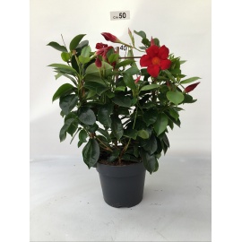 DIPLADENIA SPALLIERA VASO CM 14 ROSSA