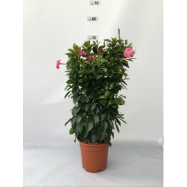 DIPLADENIA SPALLIERA VASO 17