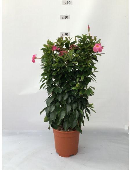 DIPLADENIA SPALLIERA VASO 17