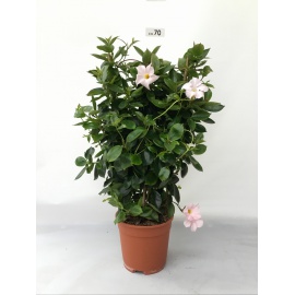 DIPLADENIA SPALLIERA VASO 17 2