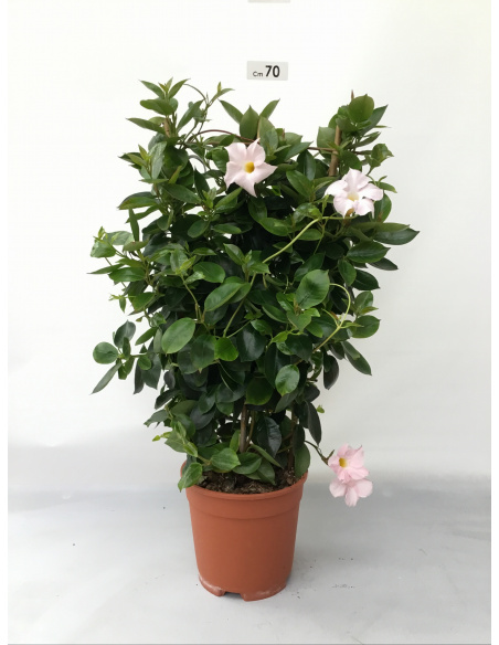 DIPLADENIA SPALLIERA VASO 17