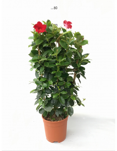 DIPLADENIA SPALLIERA VASO 17